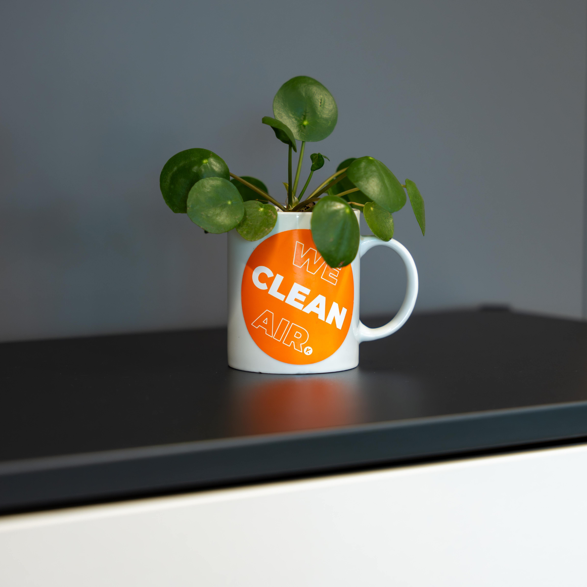Small houseplant placed in a mug with the KEMPER slogan “We Clean Air”